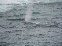 Summer Vacation 2018-219  A Whale!!